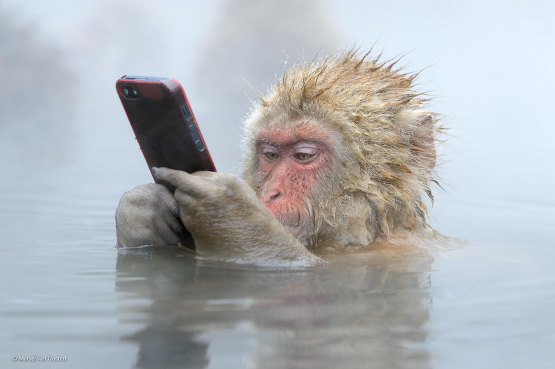 Illustration for article titled The Competition Is Fierce For This Year's Best Wildlife Photographer